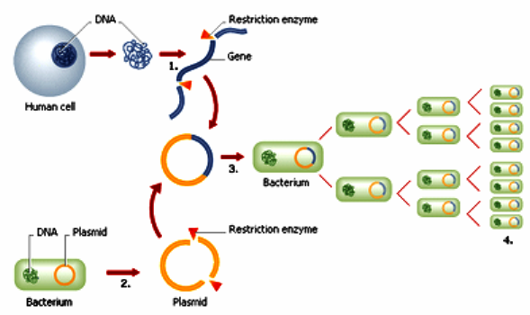 animal cloning definition types of cloning